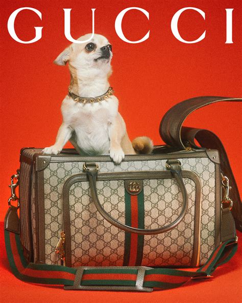 gucci dog|gucci pet slang.